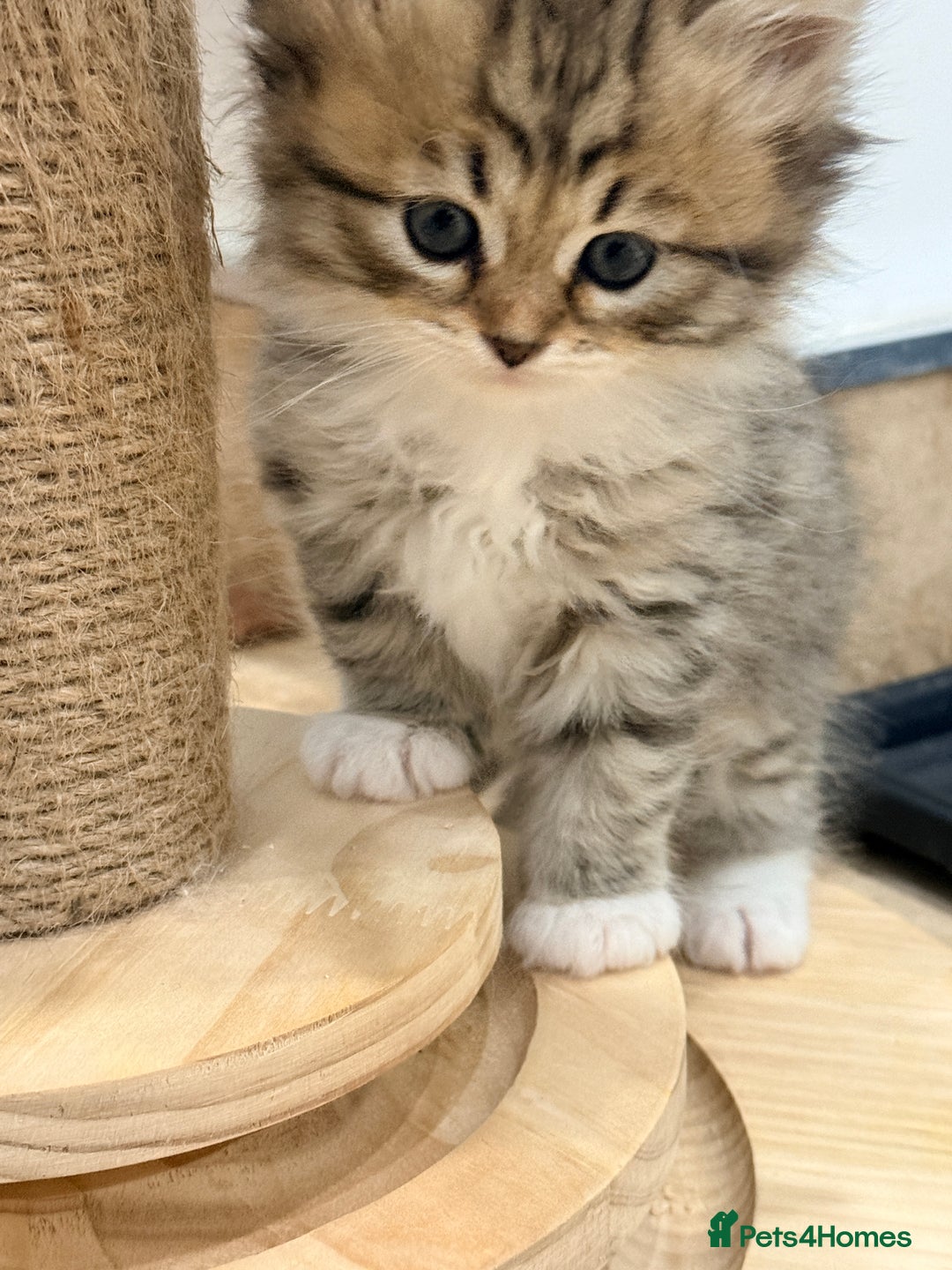 Siberian cats for sale: Pure Siberian kitten  - Image 2