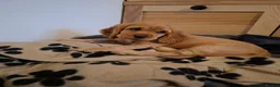 Cocker Spaniel dogs for sale: KC reg Show Cocker Spaniel. Parents health tested - Advert 4