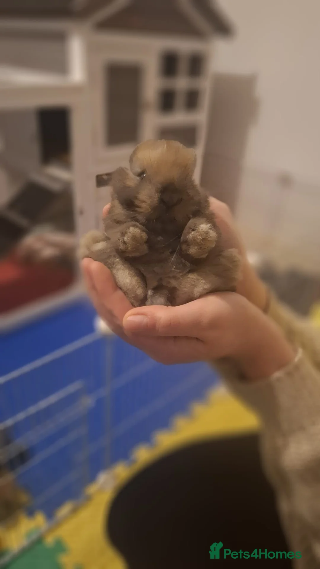 Mini Lop rabbits for sale: Mini Lops - Advert 2