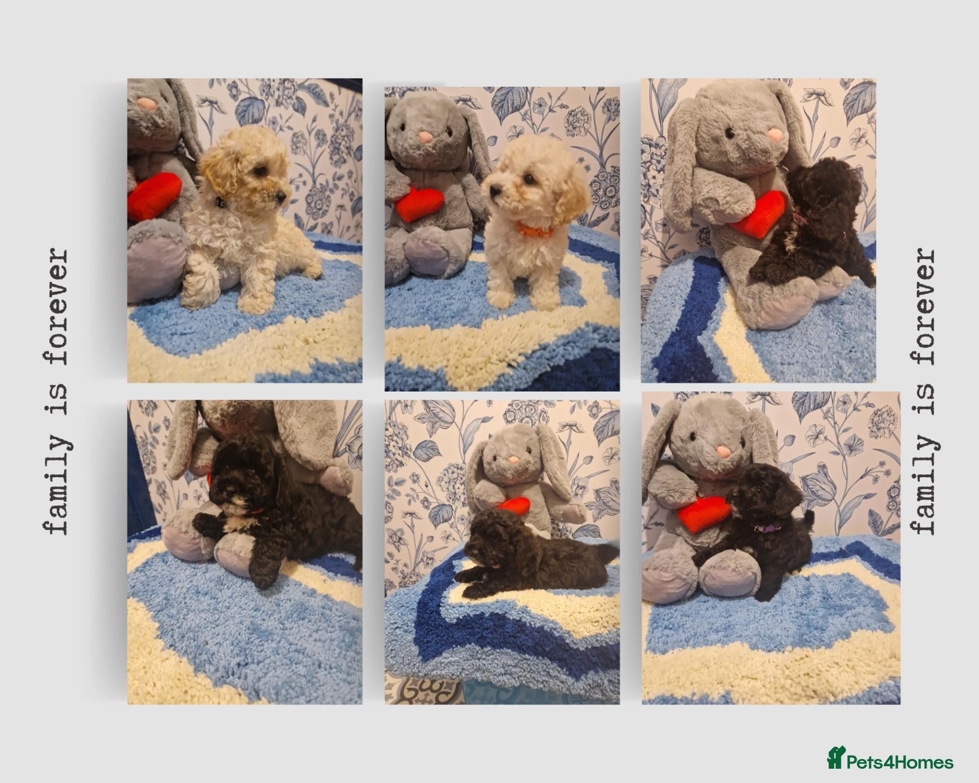 Poochon dogs Adorable Poochons Looking for their new families - Advert 1