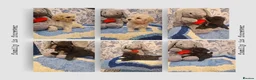 Poochon dogs for sale: Adorable Poochons Looking for their new families in Whitland - Advert 1