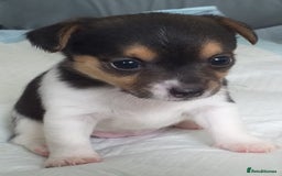 Mixed Breed dogs for sale: Chihuahua cross jack russell  - Image 4