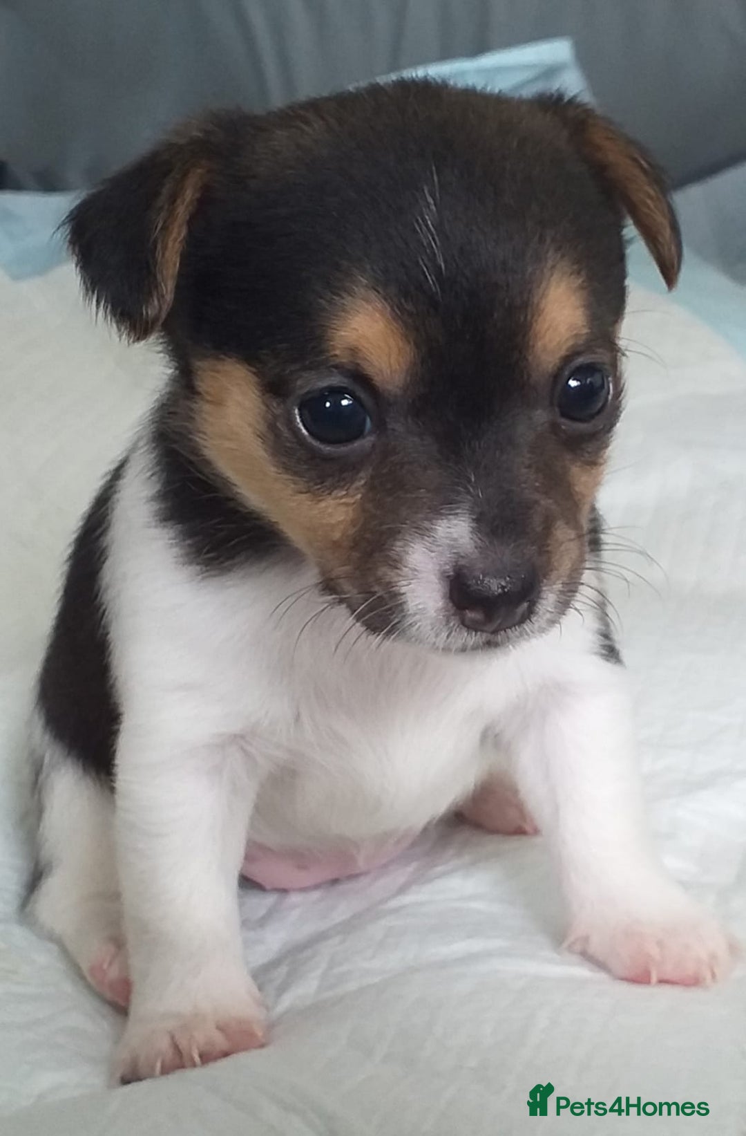 Mixed Breed dogs for sale: Chihuahua cross jack russell  - Image 4