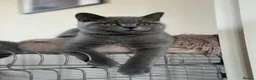 British Shorthair cats for sale: Pedigree British Shorthair Kittens (READY) - Advert 6