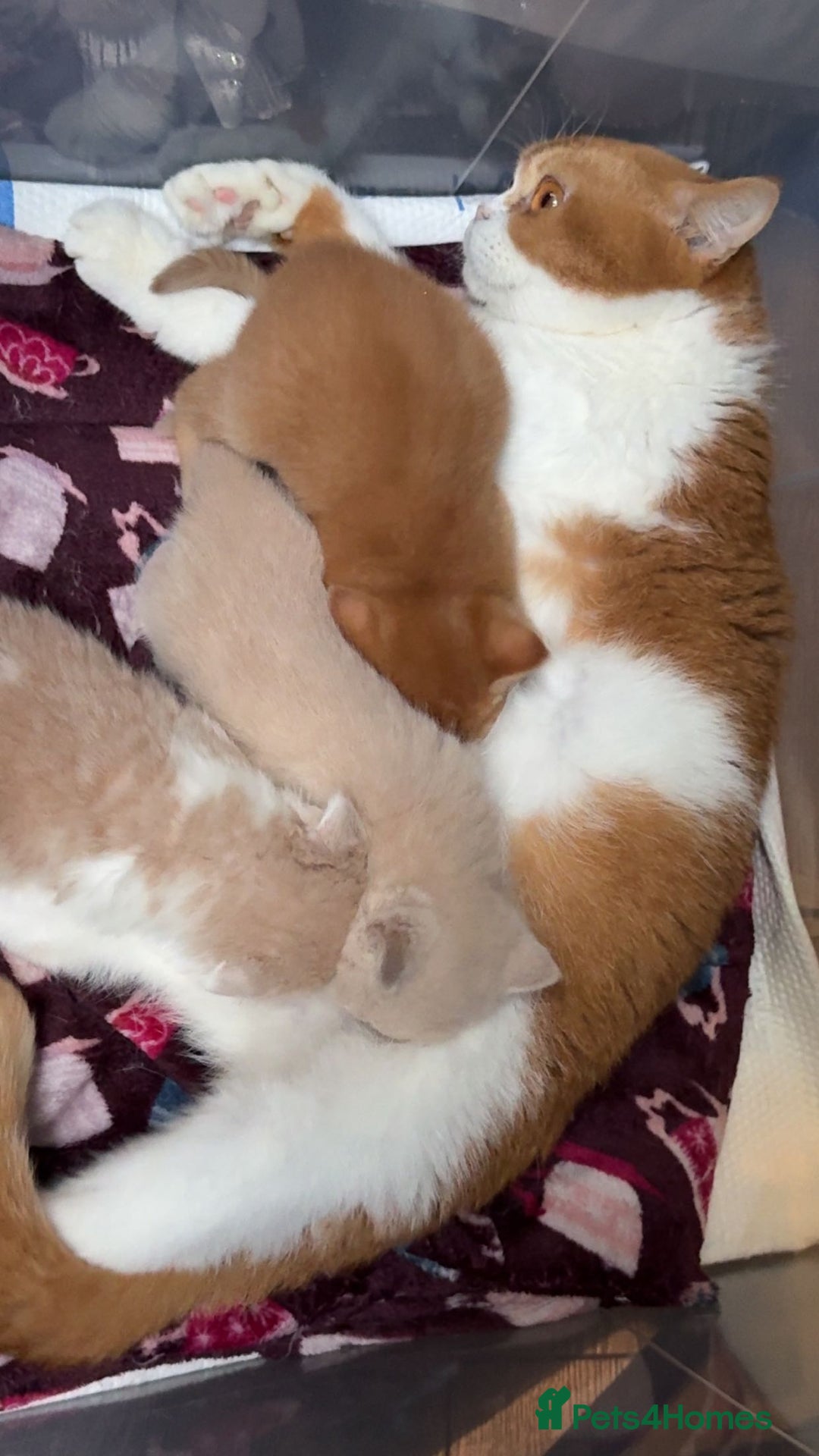 British Shorthair cats for sale: READY TO GO - Pedigree British Shorthair Kittens! - Image 4