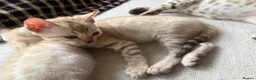 Bengal cats for sale: Bengal kittens blue eye snow and a green eye mink in Bradford - Advert 12