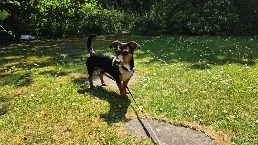Jackshund dogs for sale: Jackshund for sale in Beckenham - Advert 1