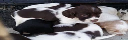 Cocker Spaniel dogs for sale: 9 beautiful Cocker spaniel puppies  - Advert 12