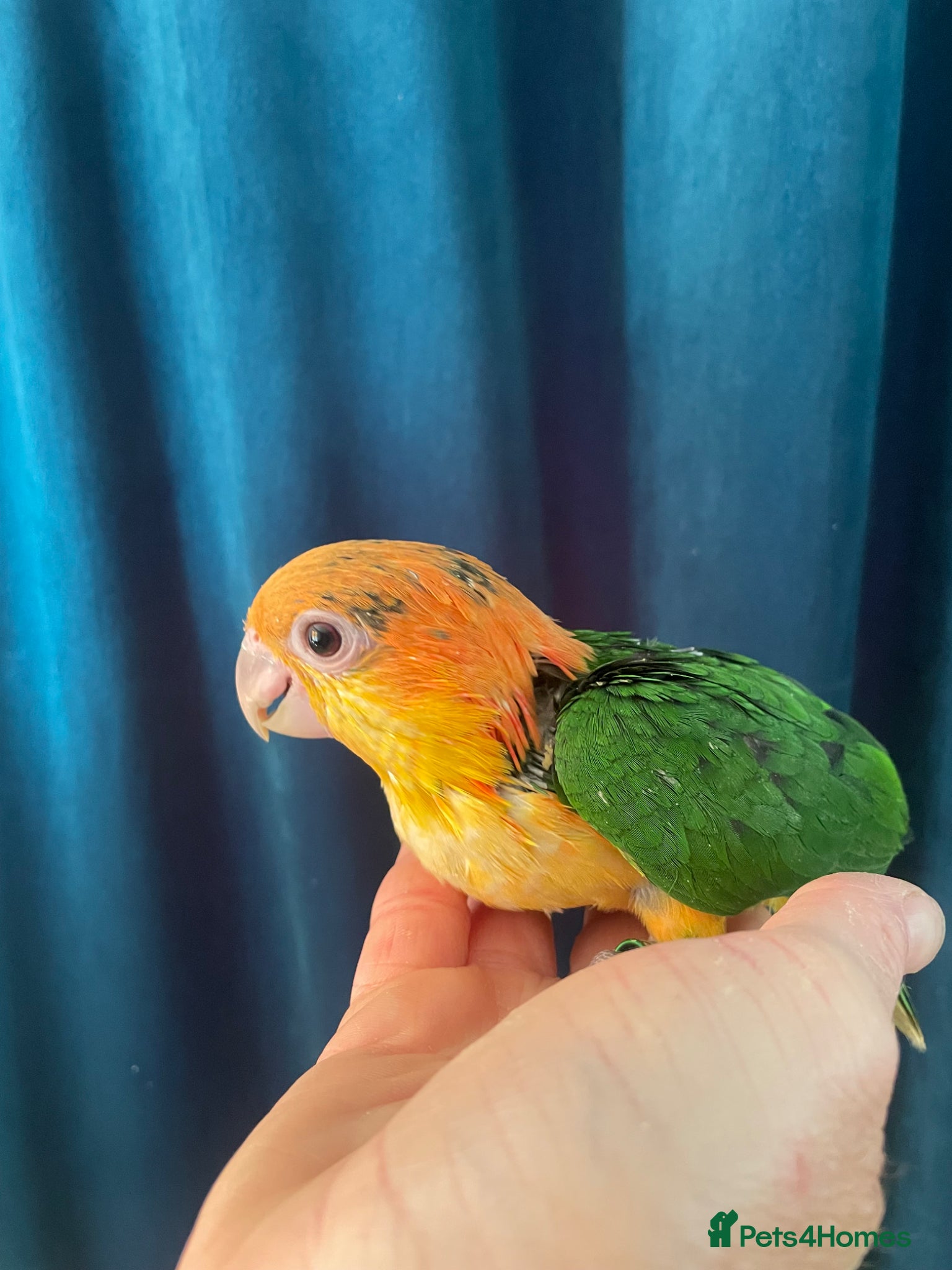 Parrots birds Baby black headed and yellow thighed caiques  - Advert 2