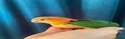 Parrots birds for sale: Baby black headed and yellow thighed caiques  - Advert 2