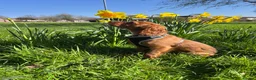 Cavalier King Charles Spaniel dogs for sale: Ruby Cavalier King Charles puppy - Advert 5