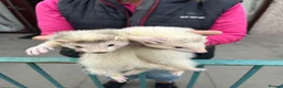 Ferret rodents for sale: Ferrets for sale – 2 males & 4 females - Advert 4