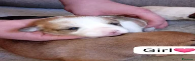 Jacktesse 