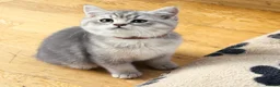 British Shorthair cats for sale: GCCF/TICA British Shorthair Kittens–Champion Lines - Advert 6