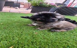 Shih Tzu dogs for sale: Imperial Shih-Tzu puppies-Ready for a new home   in Walsall - Image 7