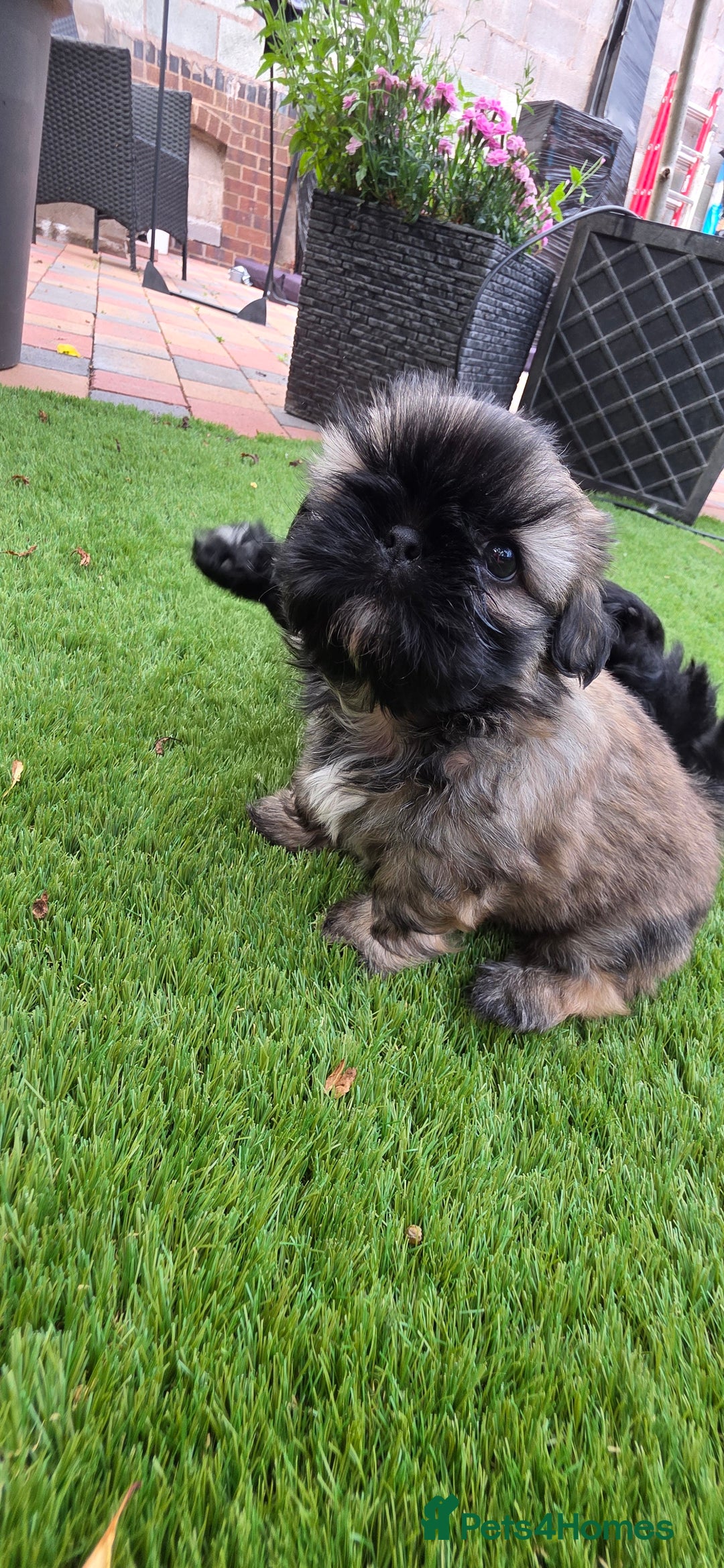 Shih Tzu dogs for sale: Imperial Shih-Tzu puppies-Ready for a new home   in Walsall - Image 7