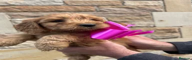 Cockapoo 5