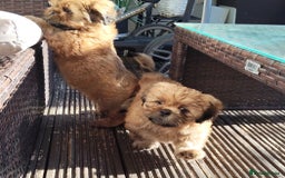 Shih Tzu dogs for sale: 1 boy available  - Image 5