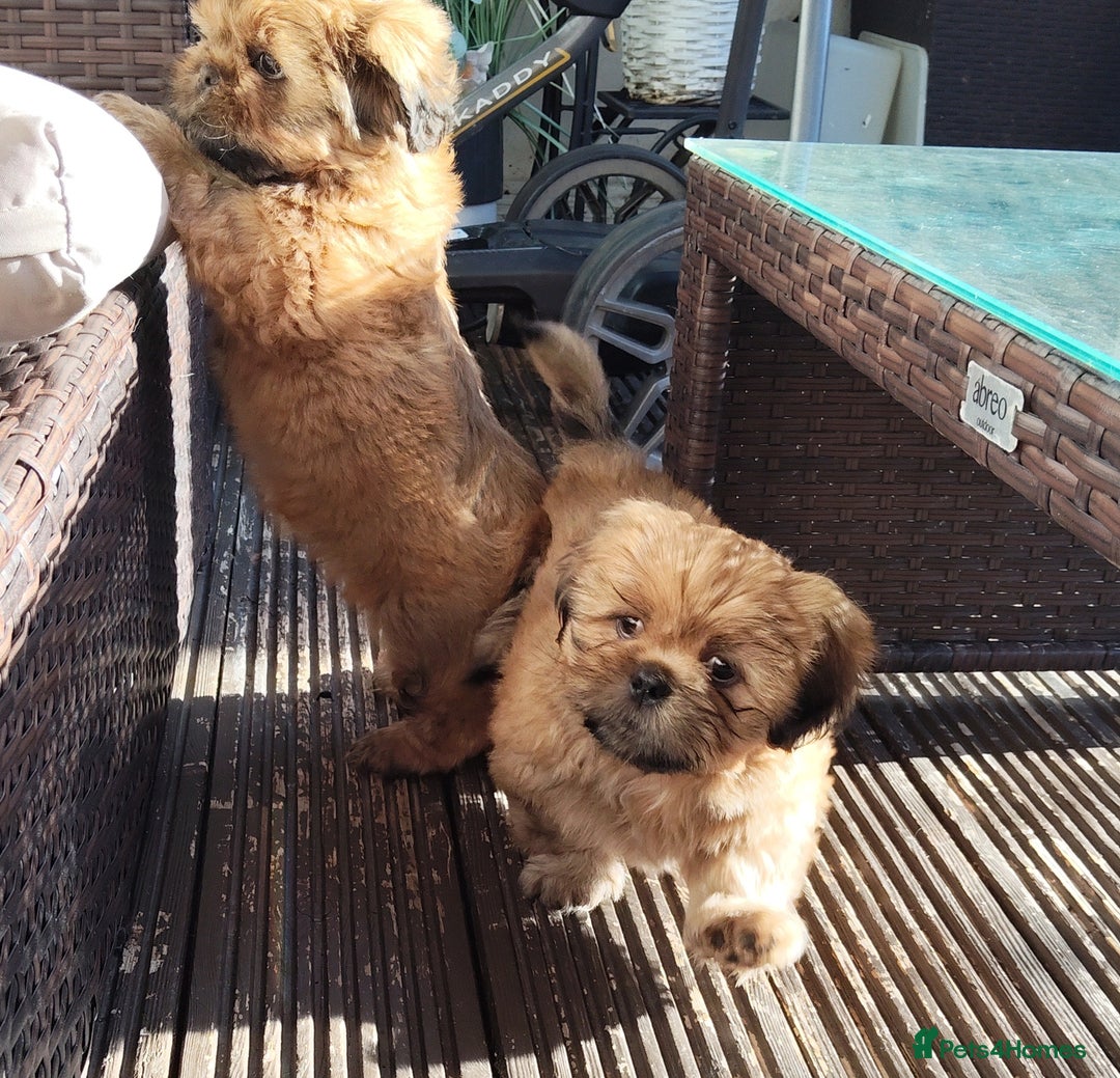 Shih Tzu dogs for sale: 1 boy available  - Image 5