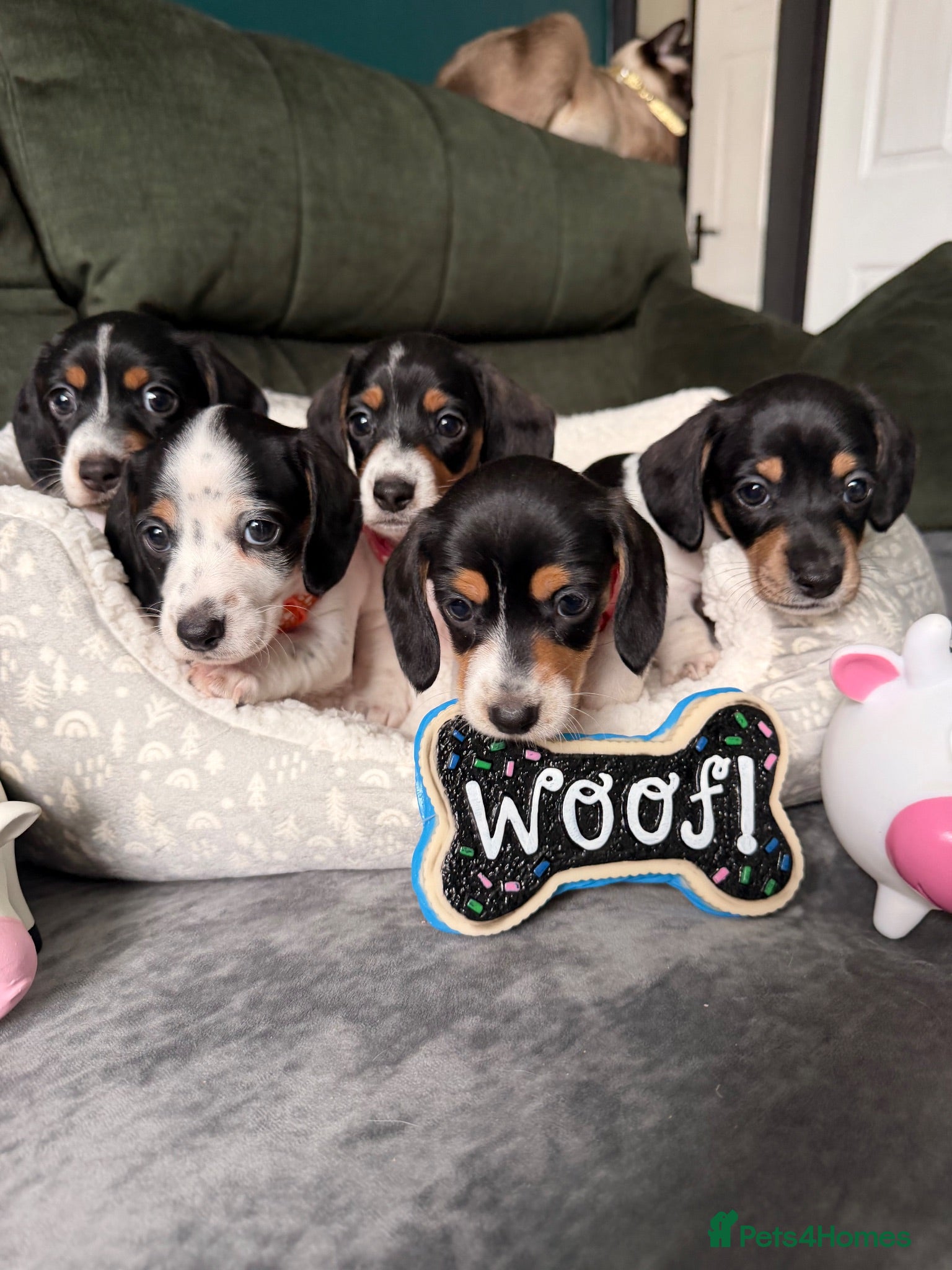 Miniature Dachshund dogs 5 cute kanishen miniature dachshund puppies - Advert 2