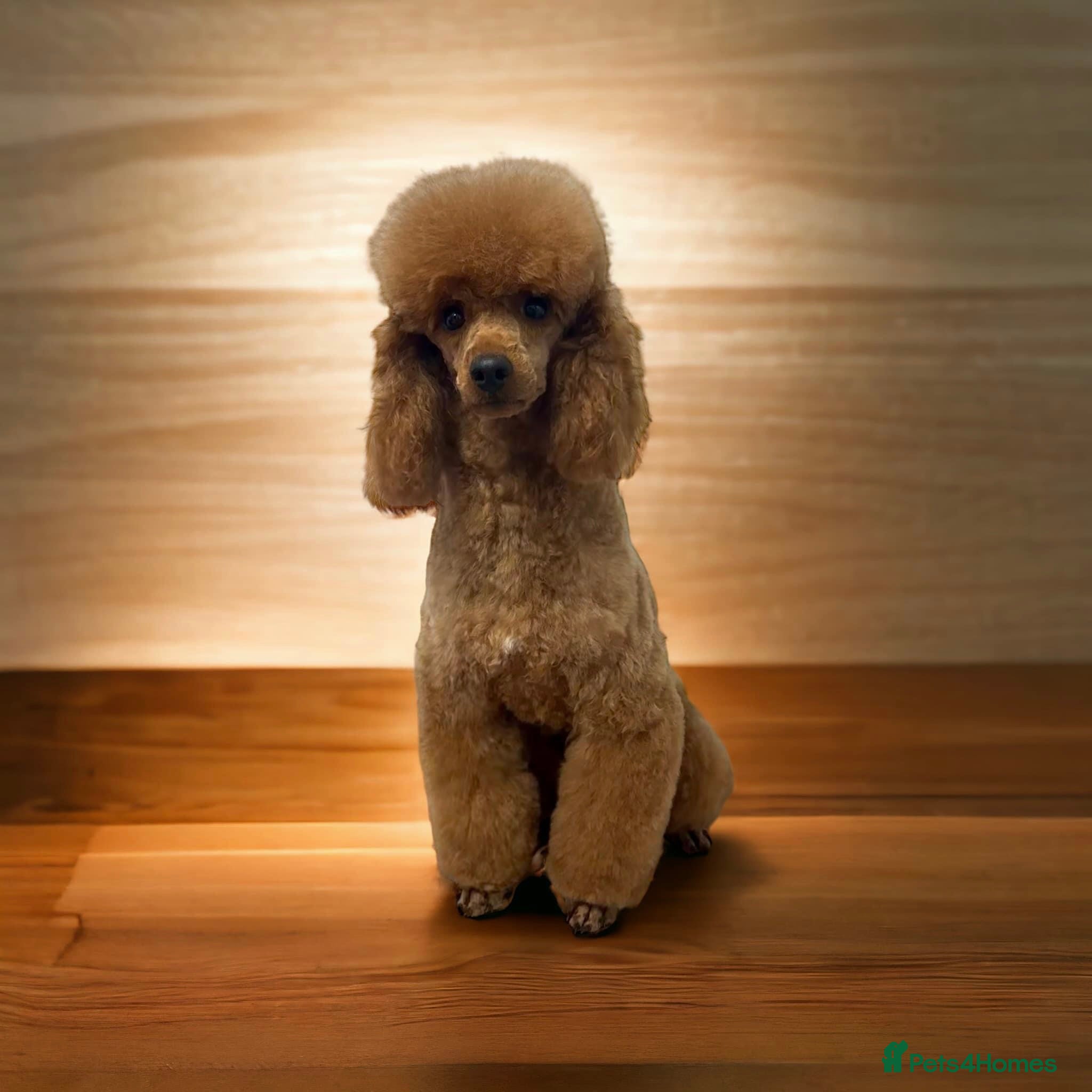 Miniature Poodle dogs Miniature Poodle at Stud  in Brampton - Advert 8
