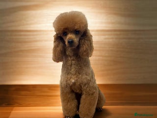 Miniature Poodle dogs in Brampton - Advert 5