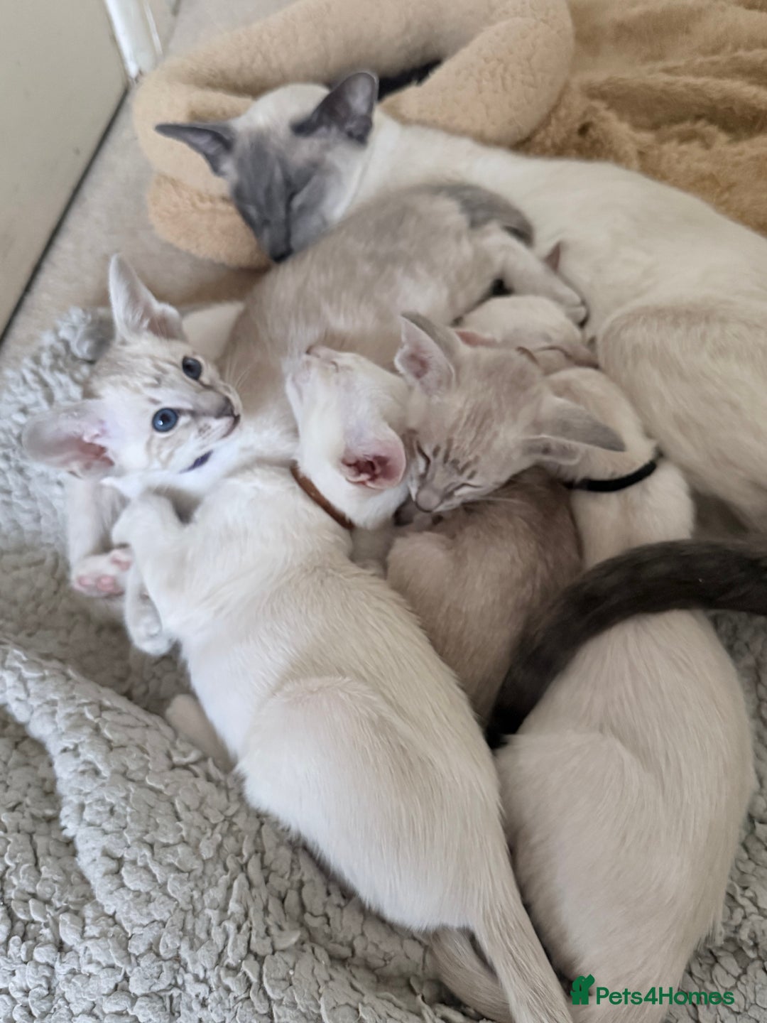 Siamese cats for sale: Cute Siamese babies - Advert 3