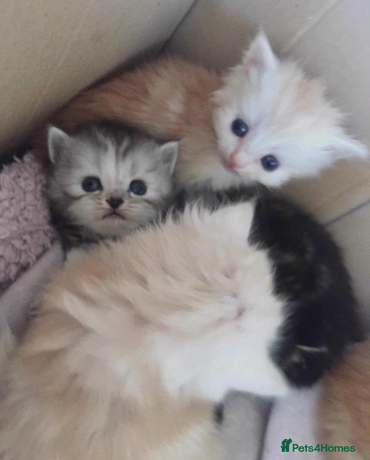 Persian cats Persian x kittens please read description  - Advert 1