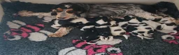 Cocker Spaniel dogs for sale: KC / Health tested Show Type Cocker Spaniels  - Advert 24