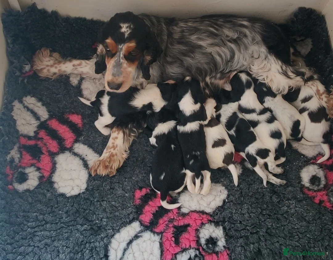 Cocker Spaniel dogs for sale: KC / Health tested Show Type Cocker Spaniels  - Advert 24