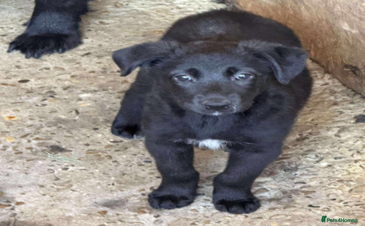 Mixed Breed dogs - Advert 4