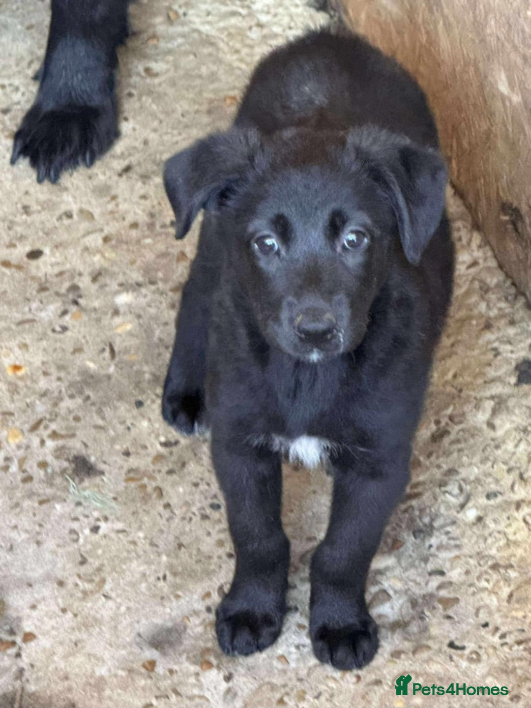 Mixed Breed dogs for adoption: 💝 💝🐾🐾INTRODUCING PUPPY GIRL PEPSI 🐾🐾🐾🐾🐾 - Image 1