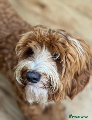 Gallery Image {{count}}