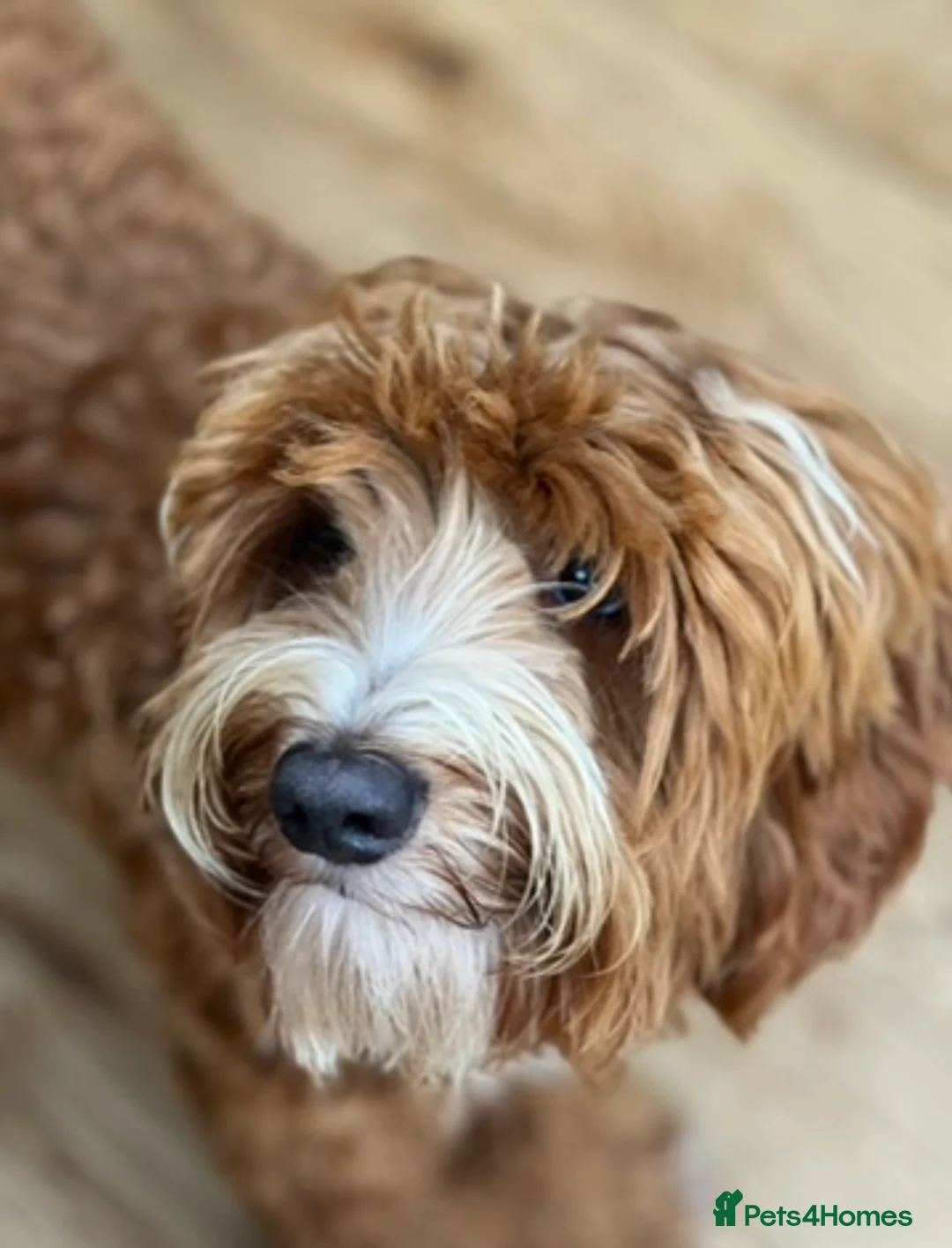 Gallery Image {{count}}