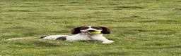 English Springer Spaniel dogs for sale: 9 month springer  - Advert 16