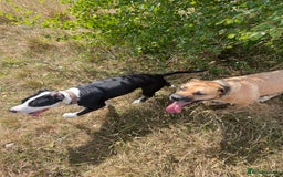 Mixed Breed dogs for sale: Bulldog cross  - Image 17
