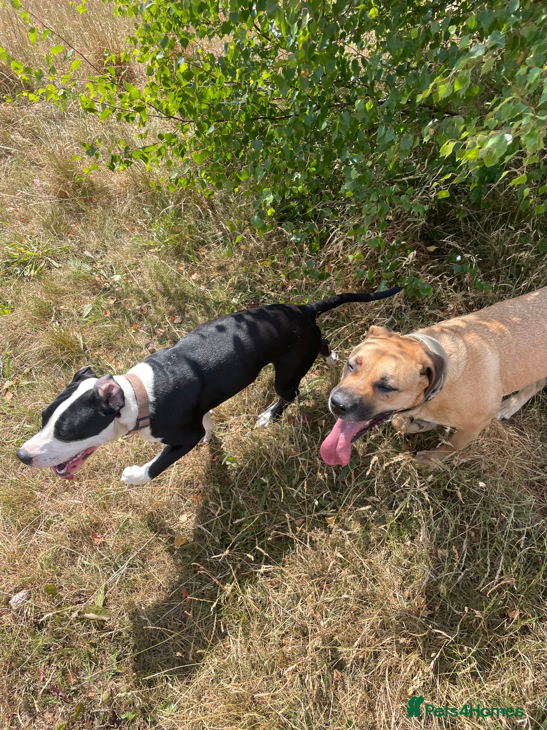 Mixed Breed dogs for sale: Bulldog cross  - Image 17