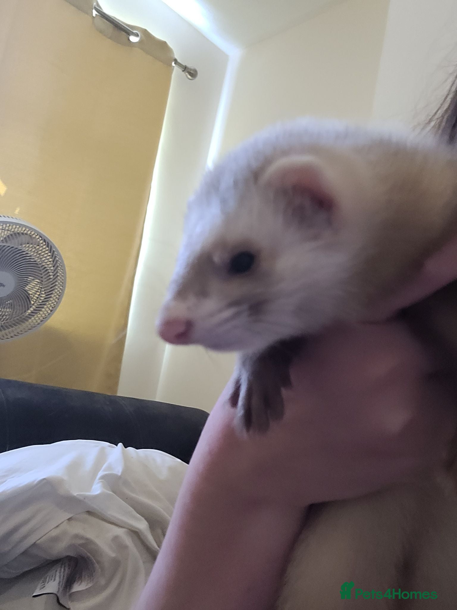 Ferret rodents Sandy ferrets (must go in pairs) - Advert 1