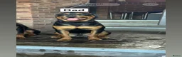 Rottweiler dogs for sale: Rottweiler puppies  - Advert 3
