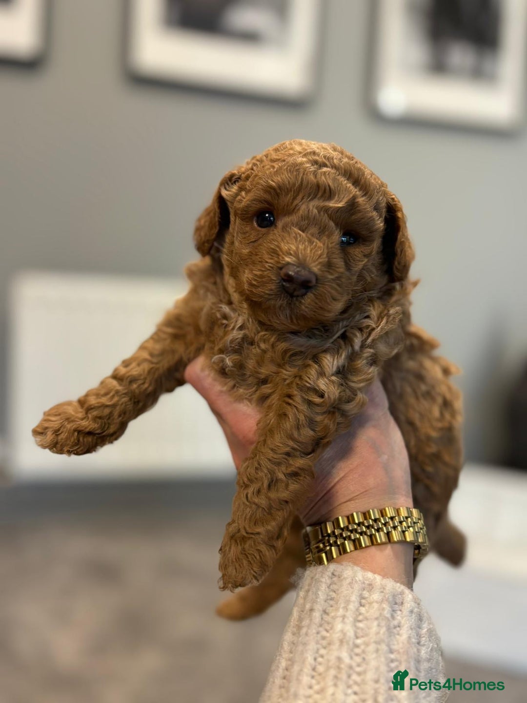 Cavapoo dogs for sale: F1b cavapoo babies - Advert 2