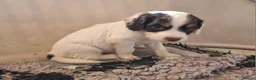 Cocker Spaniel dogs for sale: Fantastic Working Cockers  - Advert 4
