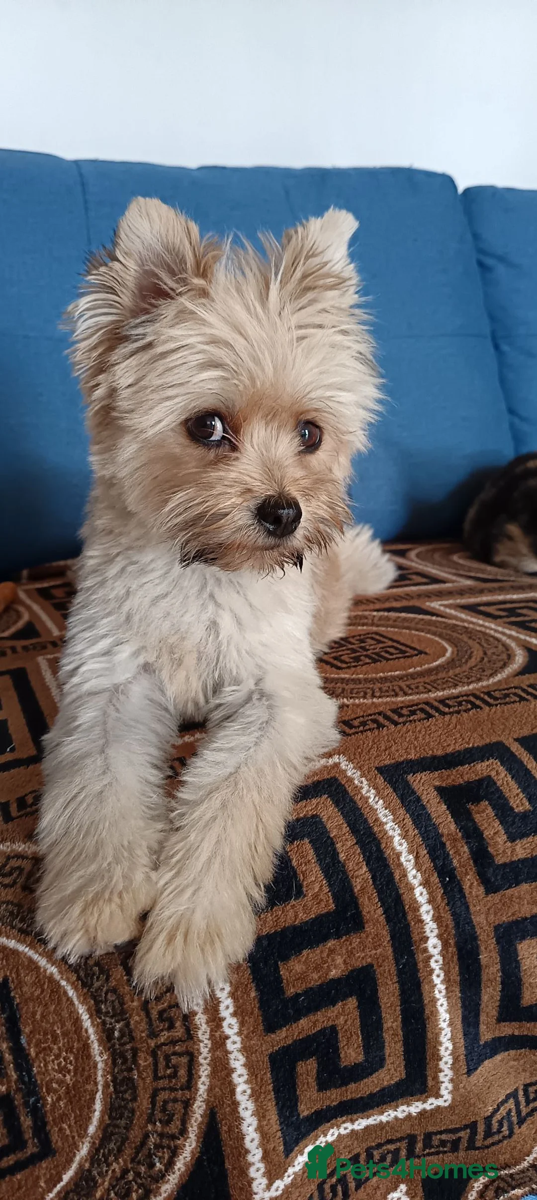 Yorkshire Terrier dogs for sale: Puppie - Advert 1