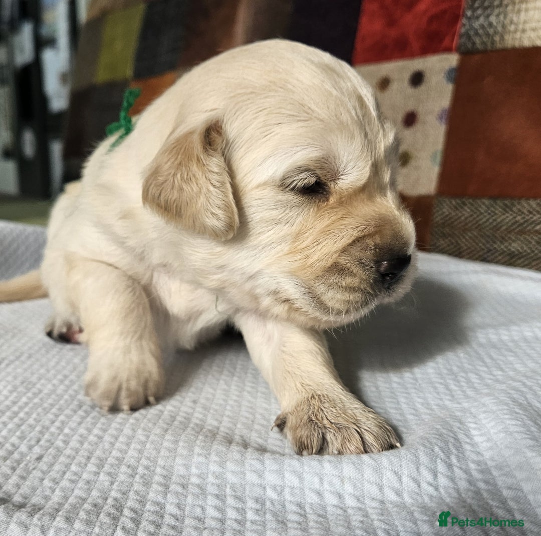 Golden Retriever dogs for sale: KC Registered Golden Retriever puppies - Image 5