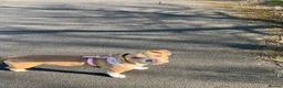 Mixed Breed dogs for sale: Female staffy cross  - Advert 11