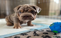 Mixed Breed dogs for sale: Pocket bully x Big rope frenchie  - Image 5
