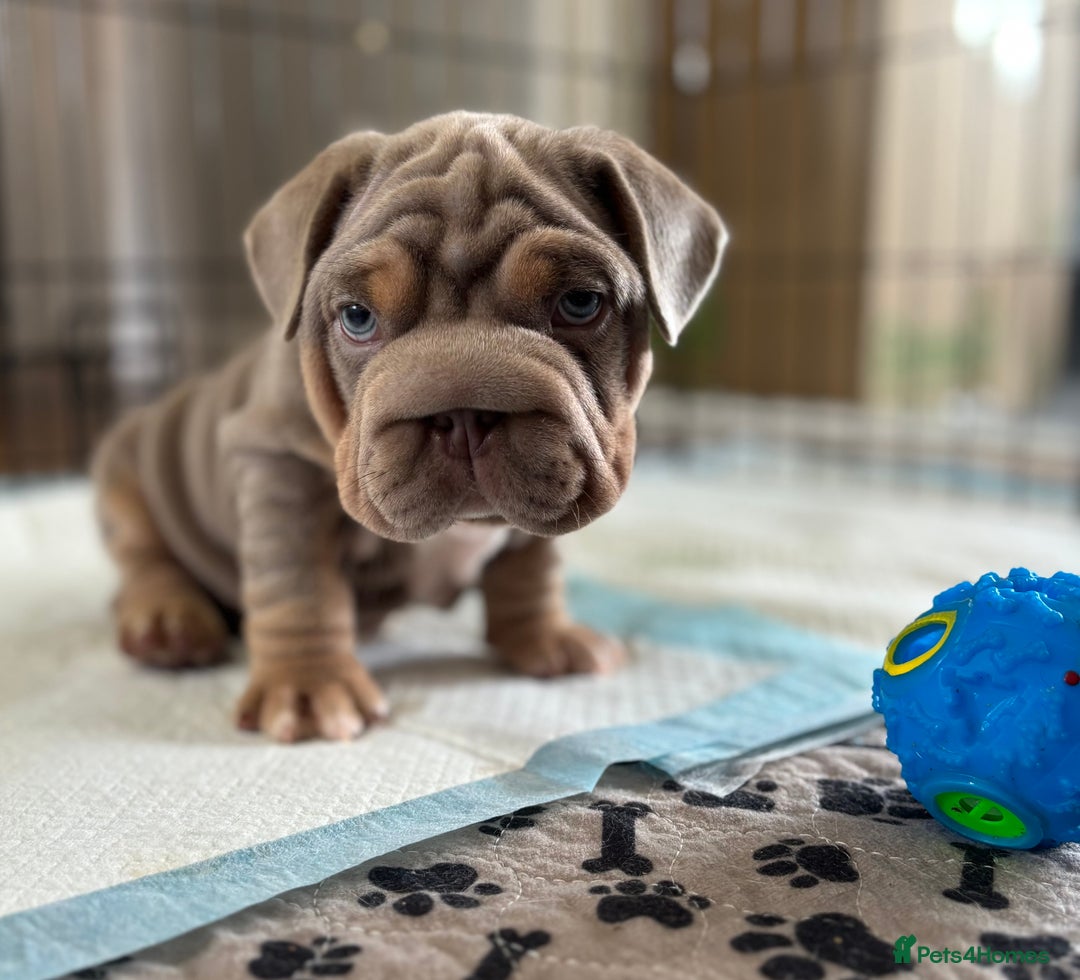 Mixed Breed dogs for sale: Pocket bully x Big rope frenchie  - Image 5