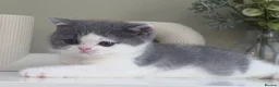 British Shorthair cats for sale: Champion bred Quality kittens   - Advert 6