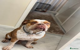 Old Tyme Bulldog dogs for stud: Bentley the Bulldog - Image 3