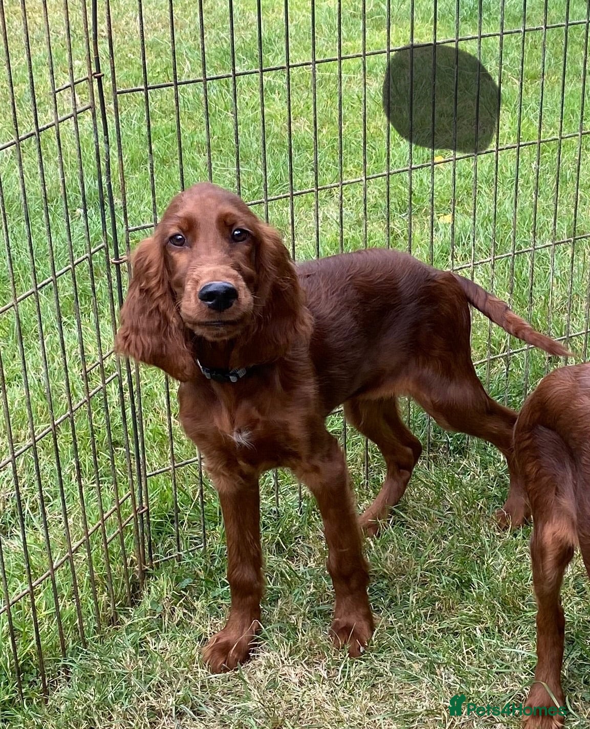 Irish Setter dogs Irish Setter Puppies - Last Boy and Girl. - Advert 1