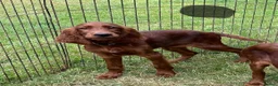 Irish Setter dogs for sale: One Boy available- KC Irish Setter Puppies - Advert 10